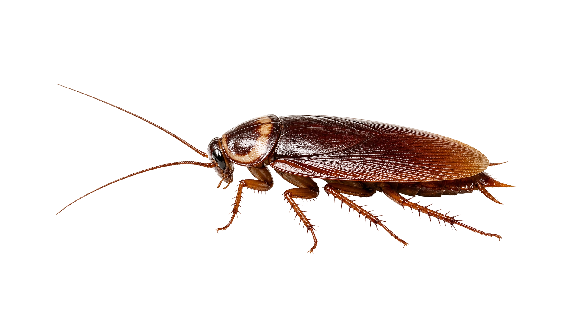 American Cockroaches , common residential pest