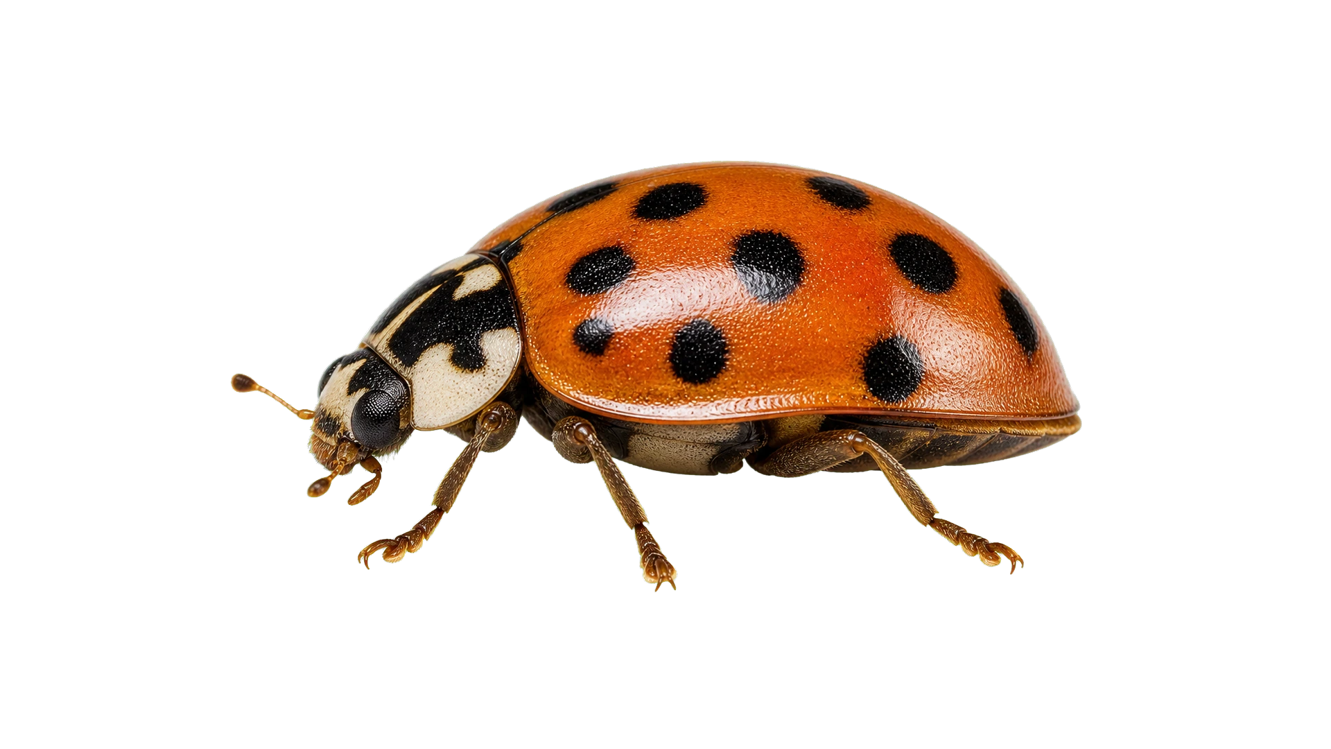 Asian Lady Beetles , common residential pest