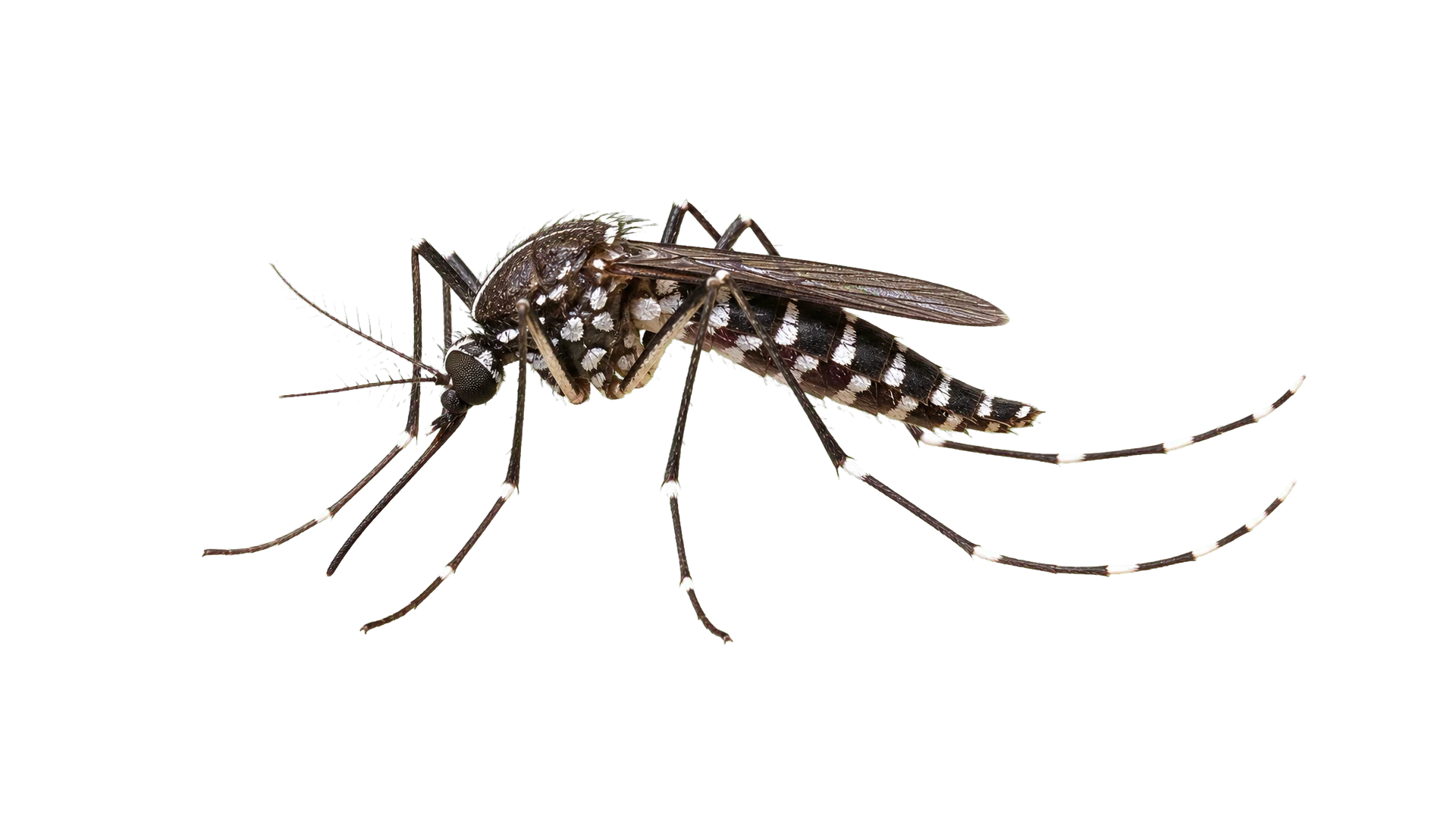 Asian Tiger Mosquitoes , common residential pest