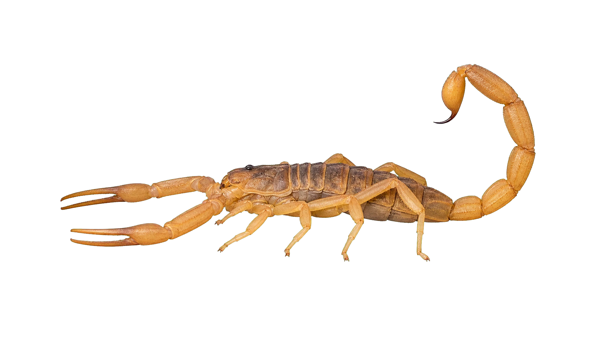 Bark Scorpions , common residential pest