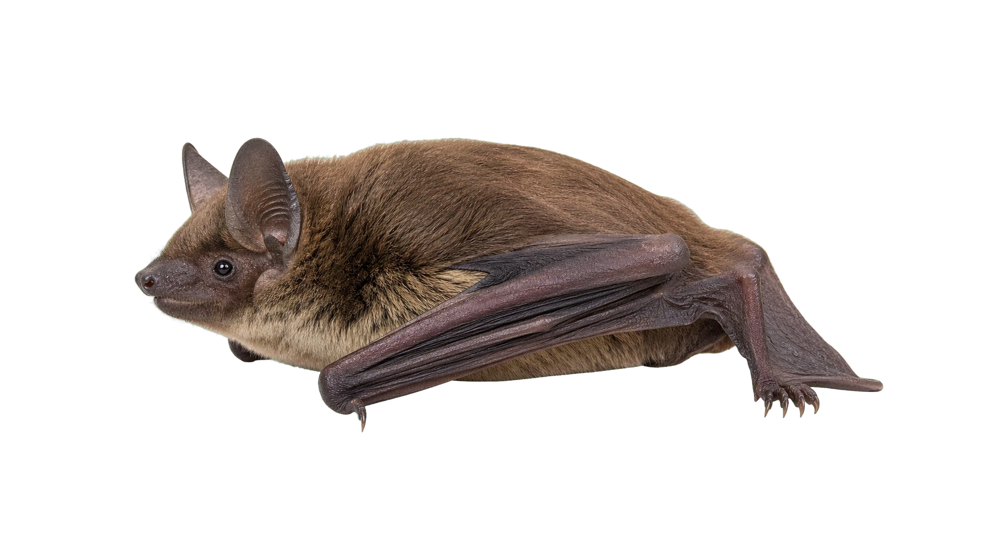 Big Brown Bats , common residential pest