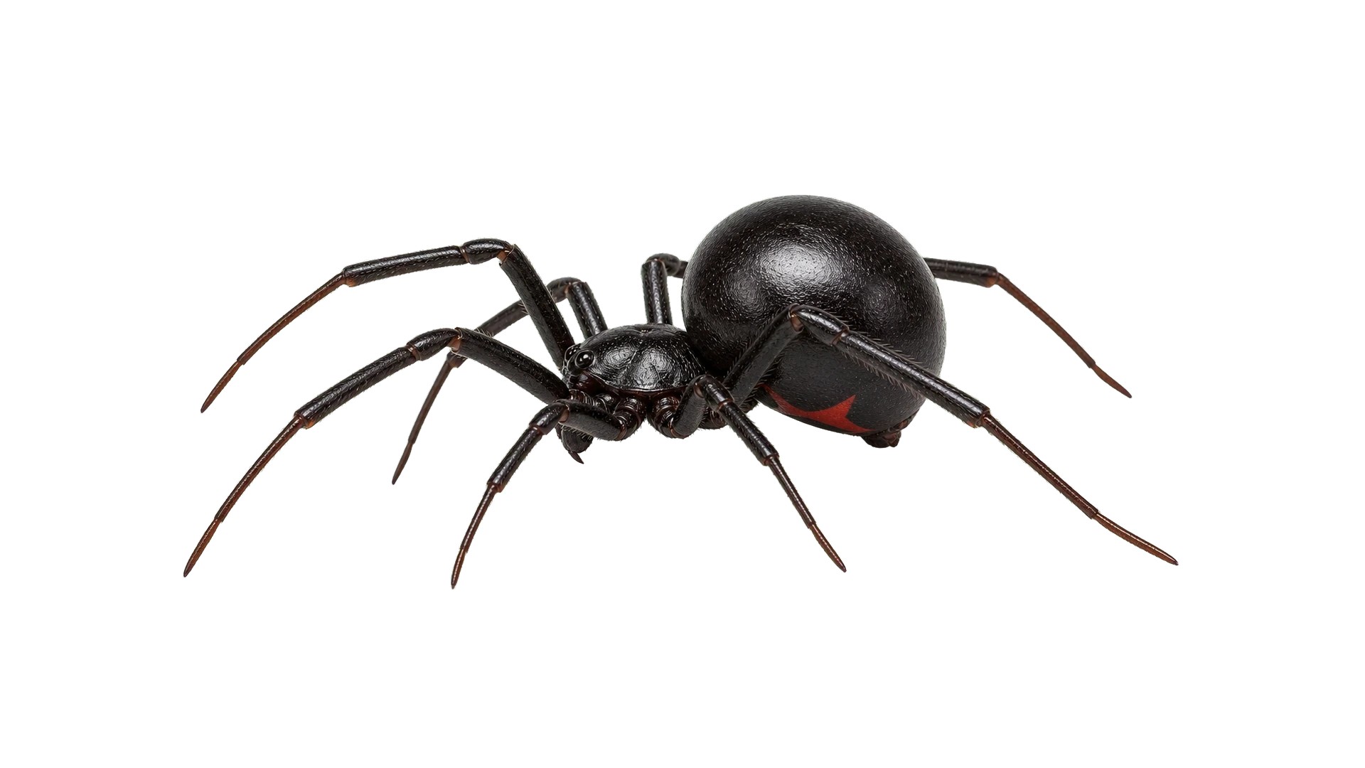 Black Widow Spiders , common residential pest