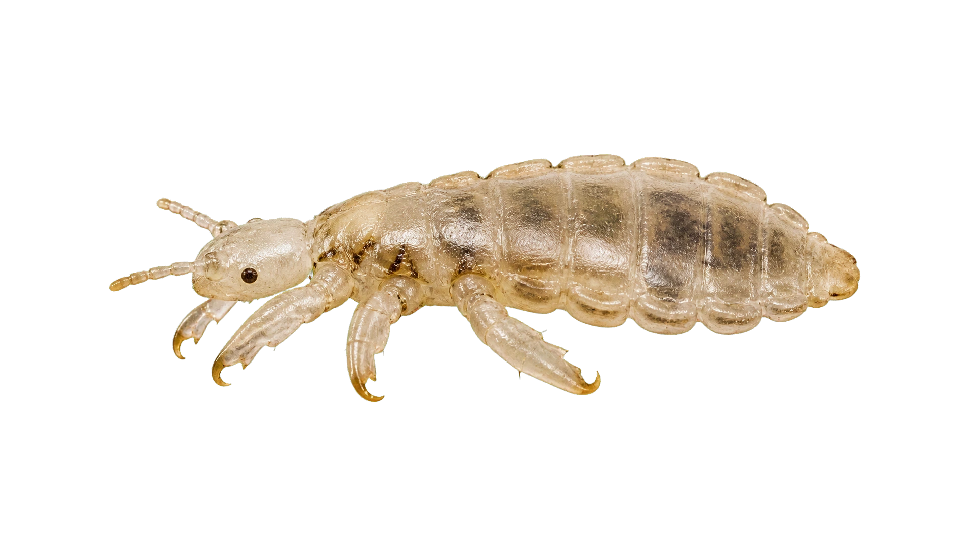 Body Lice , common residential pest