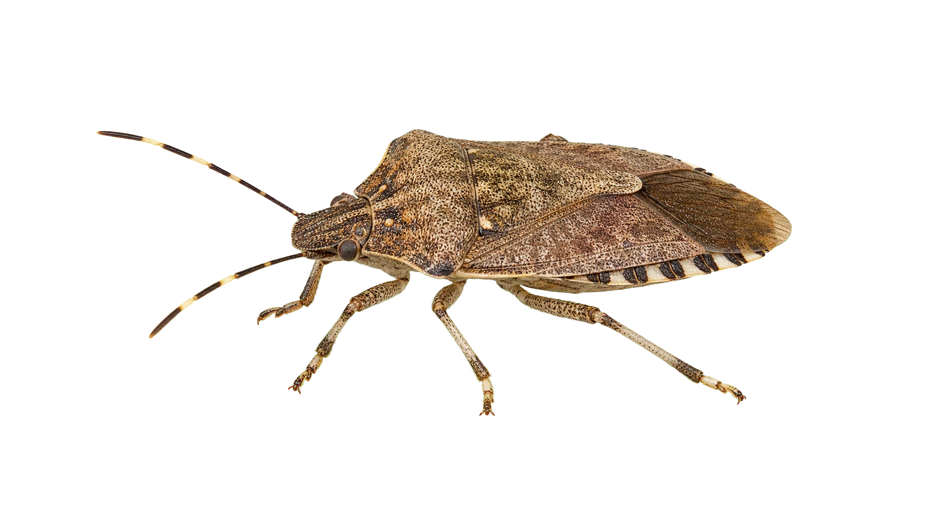 Brown Marmorated Stink Bugs , common residential pest