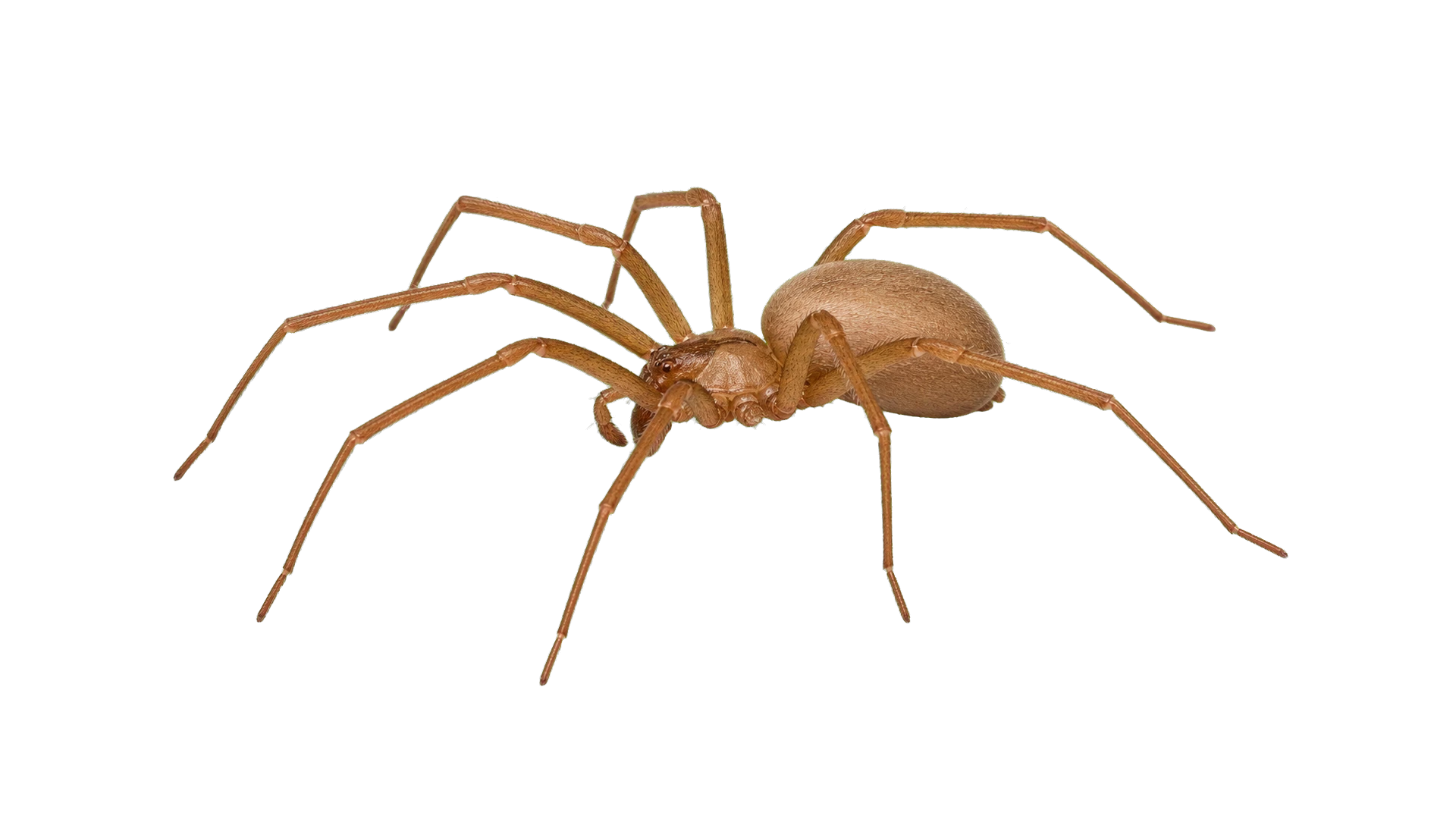 Brown Recluse Spiders , common residential pest