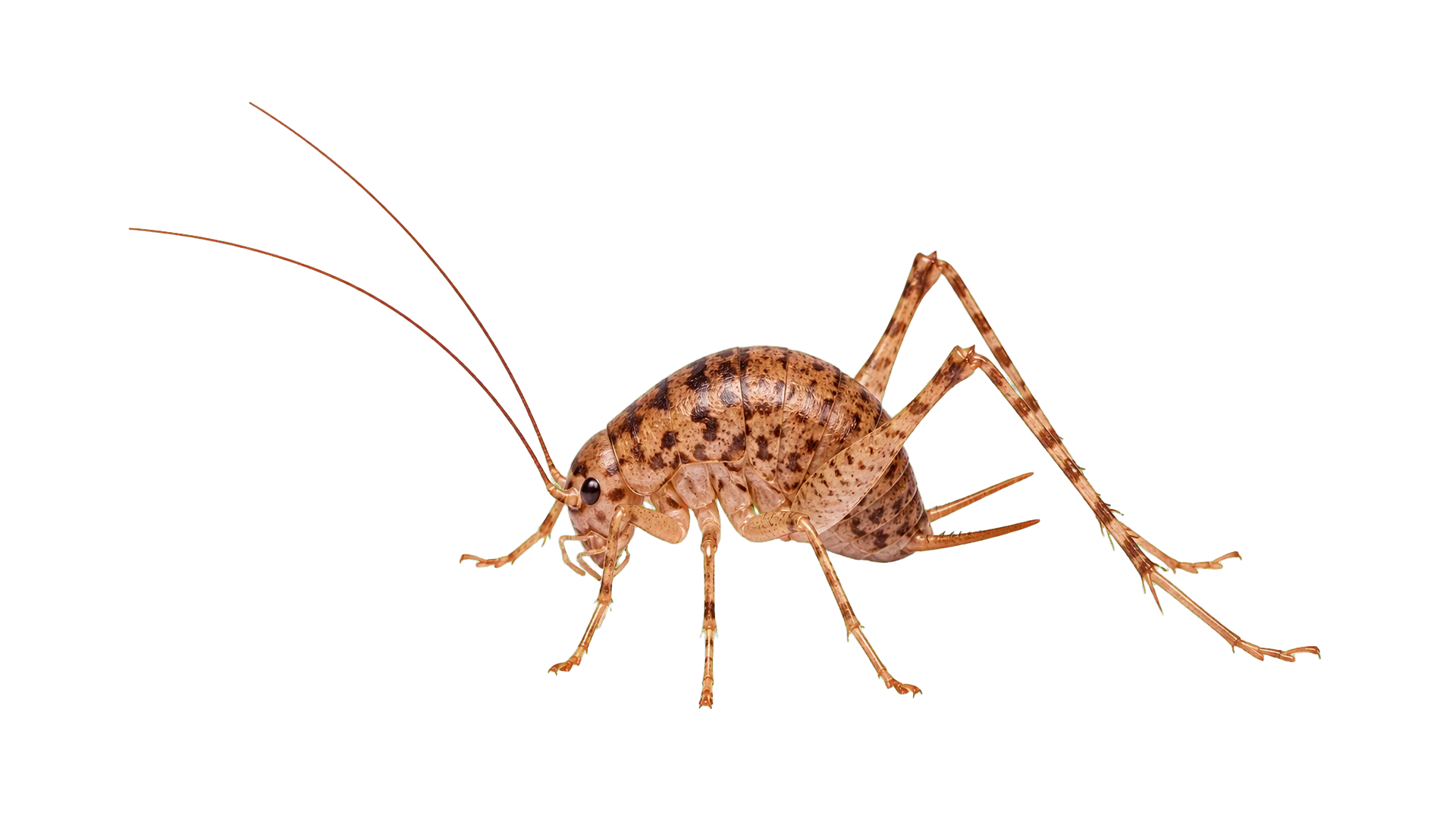 Camel Crickets , common residential pest