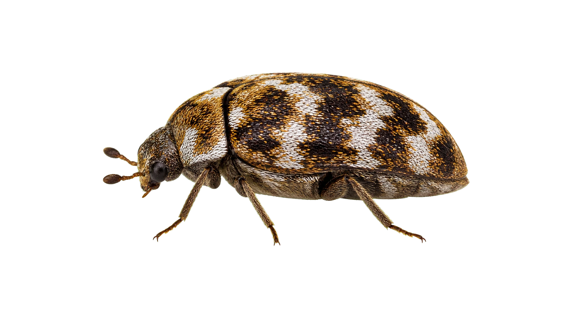 Carpet Beetles , common residential pest