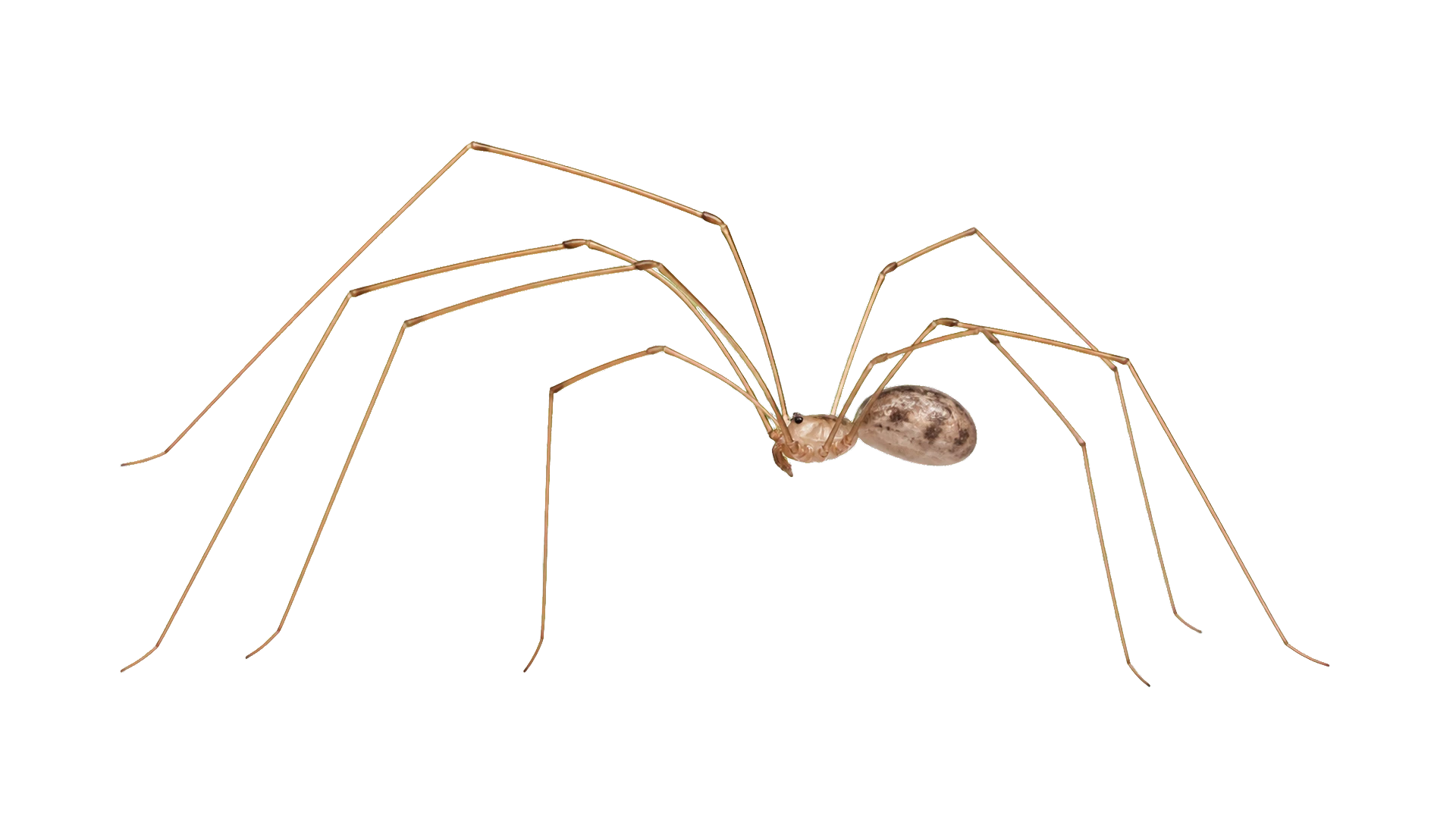 Cellar Spiders , common residential pest
