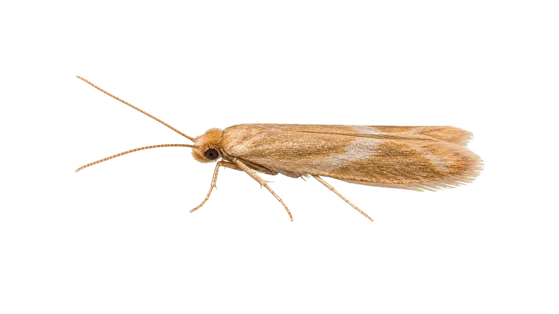 Clothes Moths , common residential pest