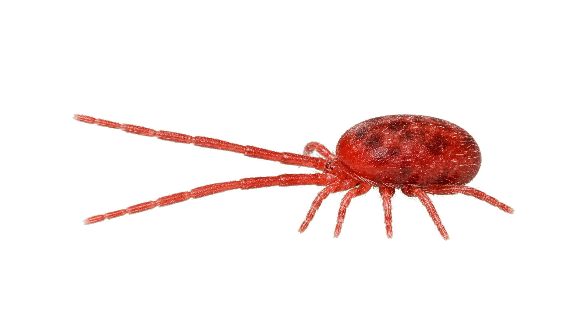 Clover Mites , common residential pest