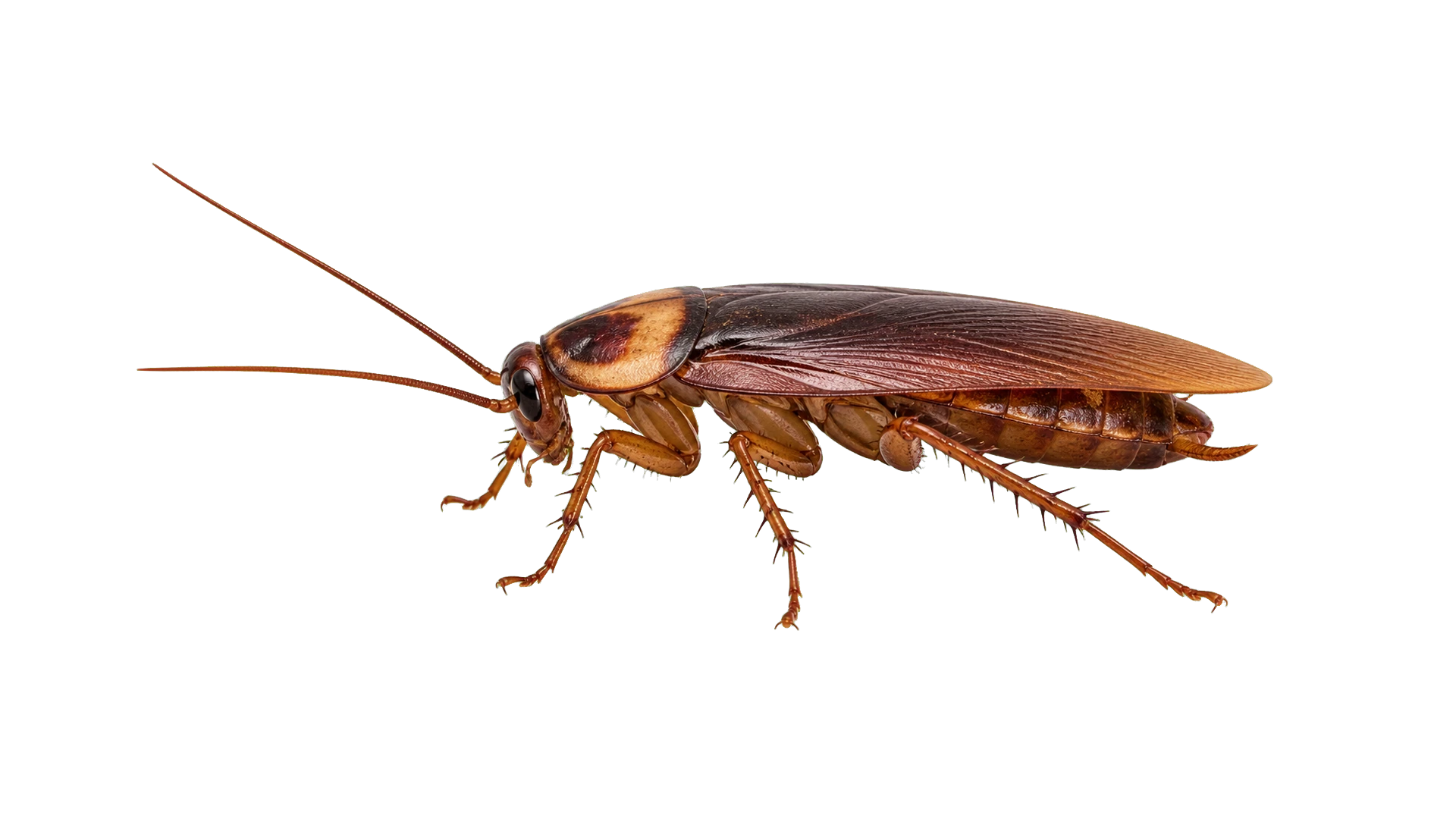 Cockroaches close-up image