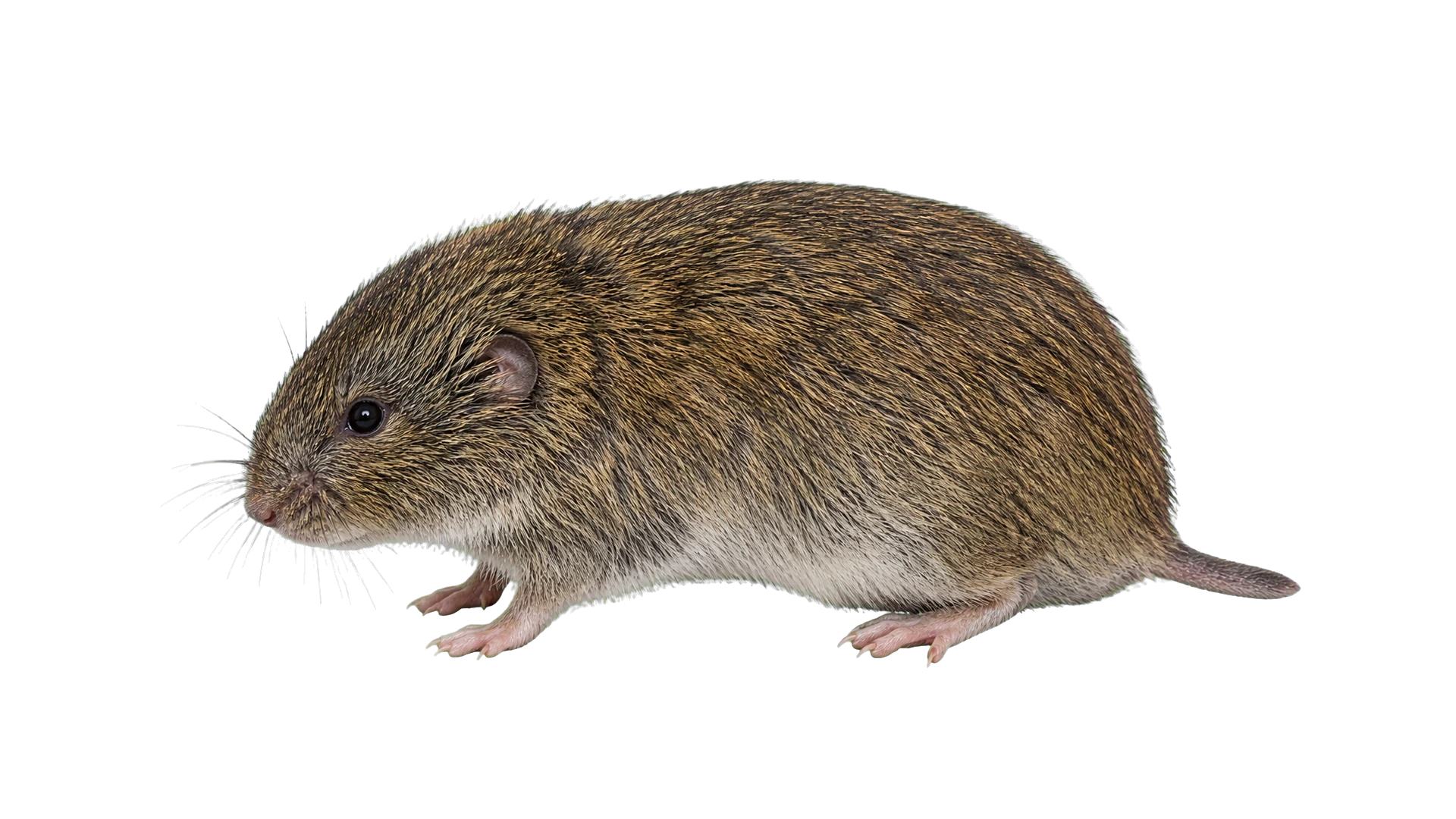 Cotton Rats , common residential pest
