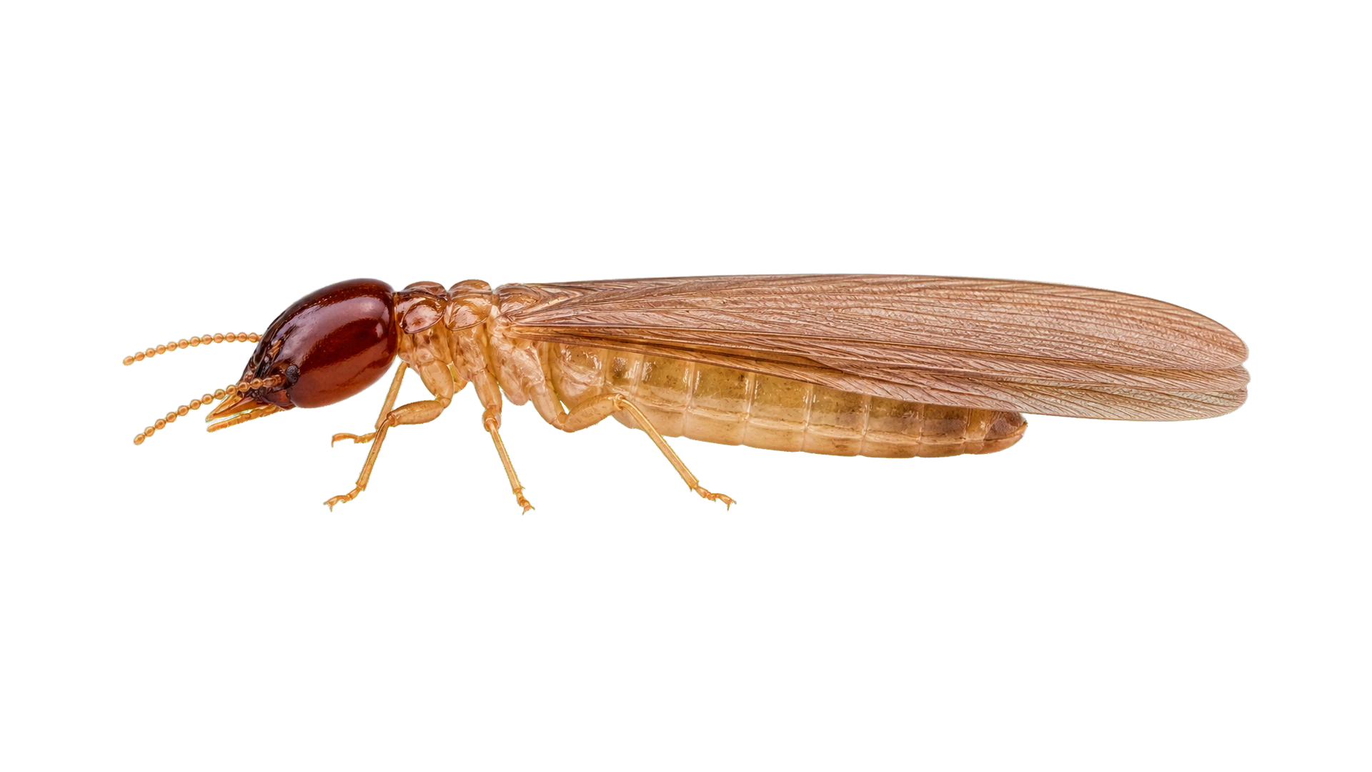 Dampwood Termites , common residential pest