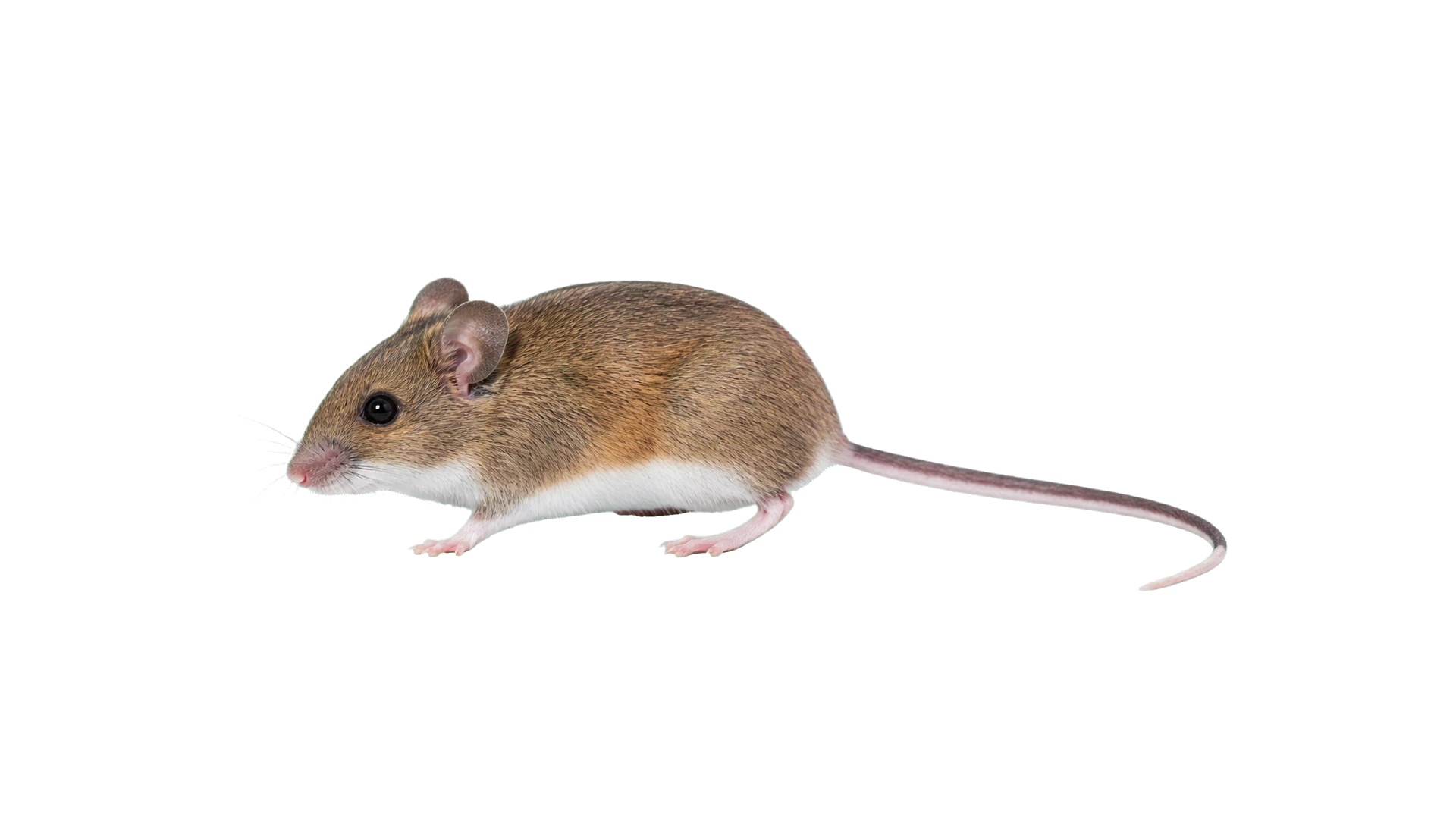 Deer Mice , common residential pest