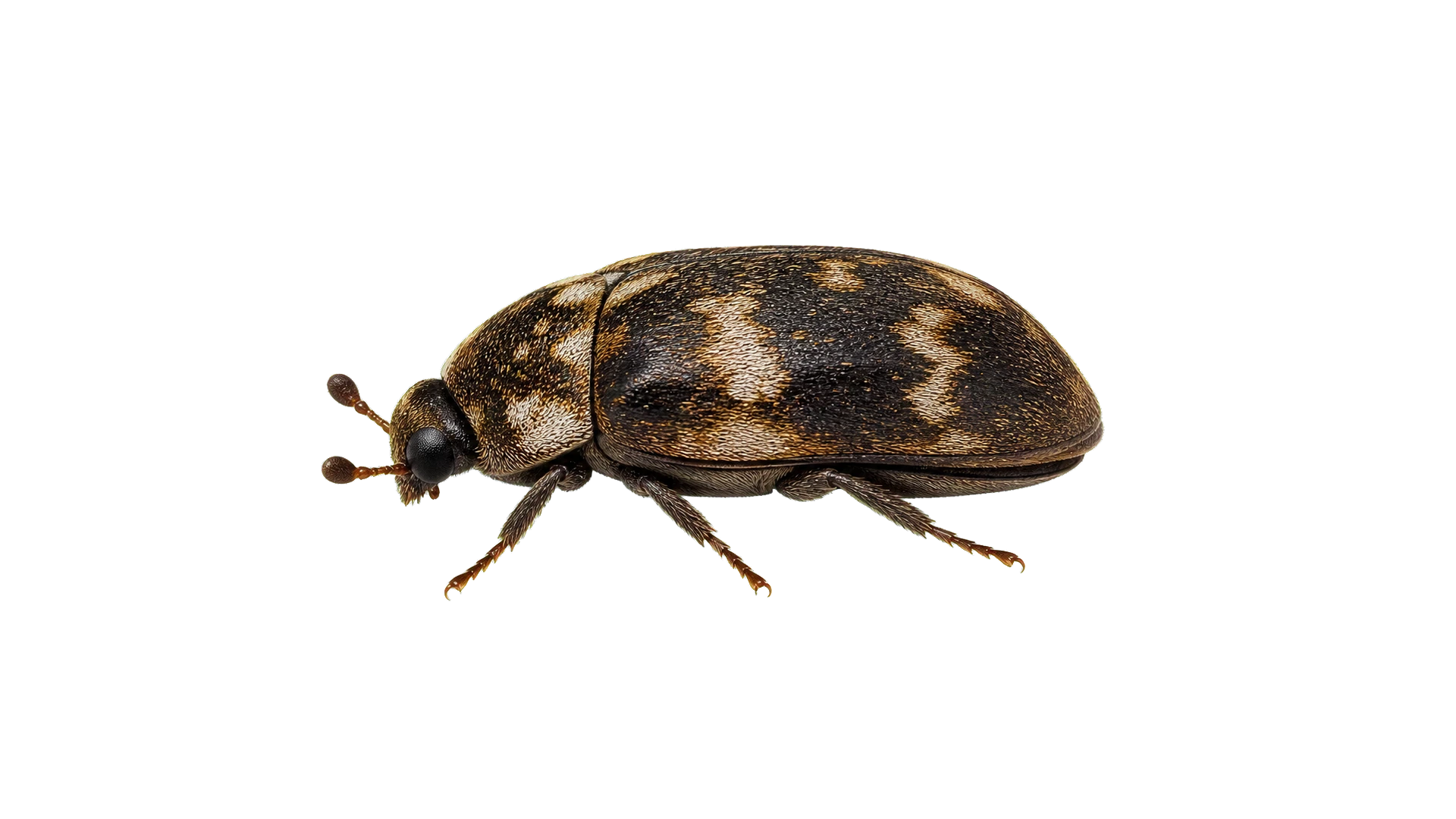 Dermestid Beetles , common residential pest