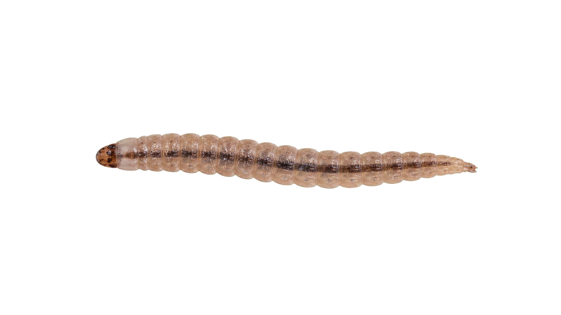 Drain Worms , common residential pest