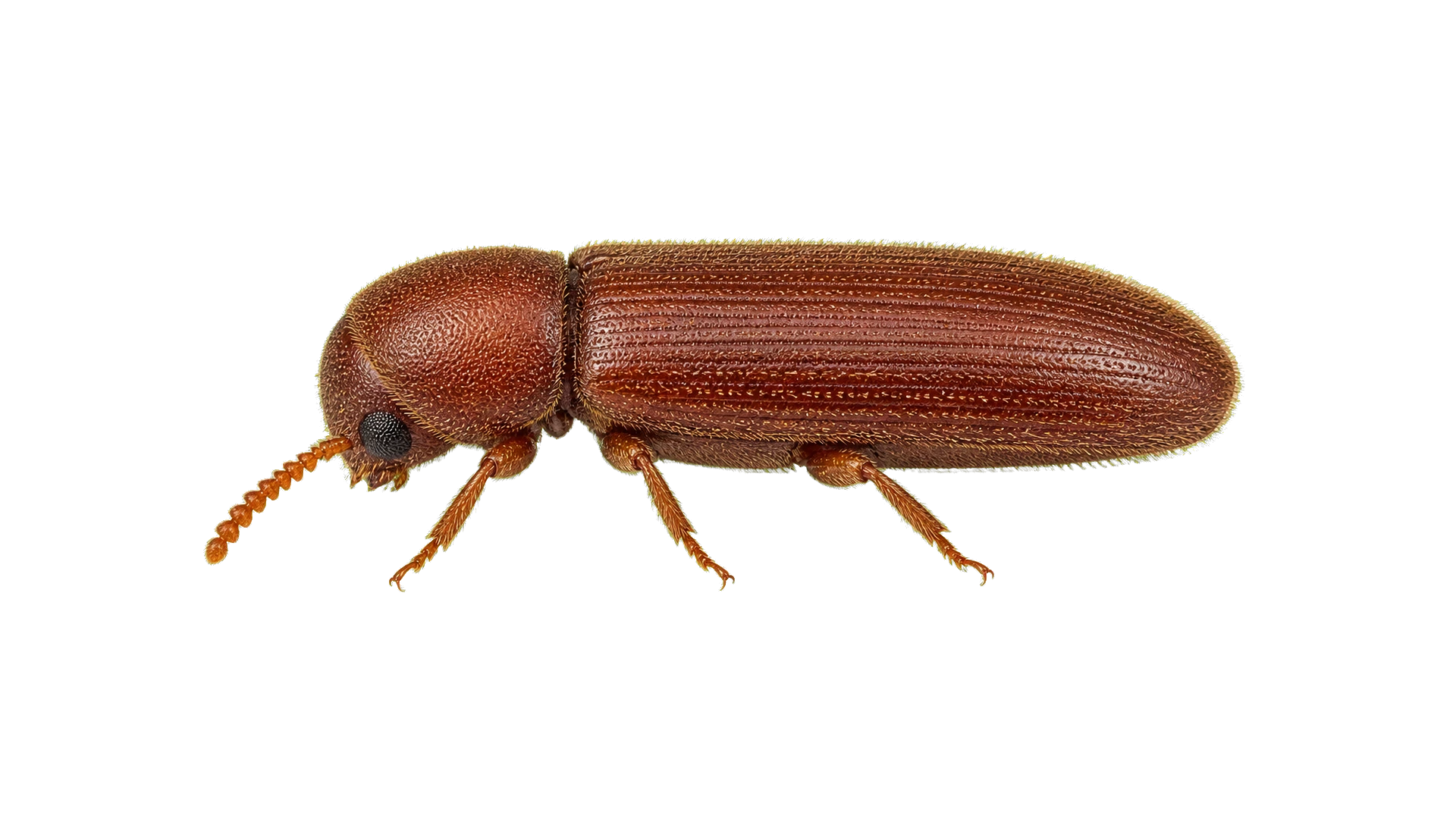 Drugstore Beetles , common residential pest