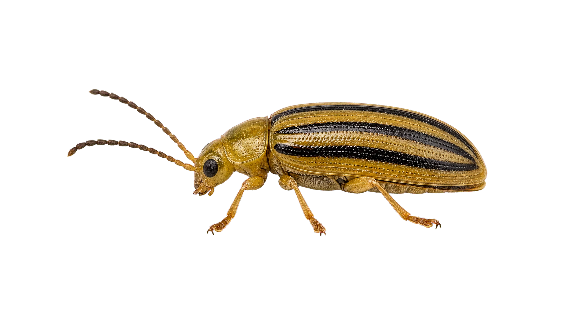 Elm Leaf Beetles , common residential pest