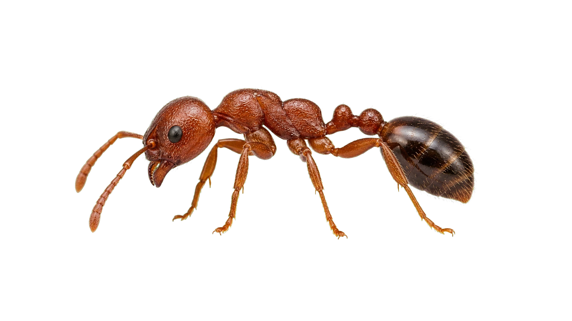 Fire Ants , common residential pest