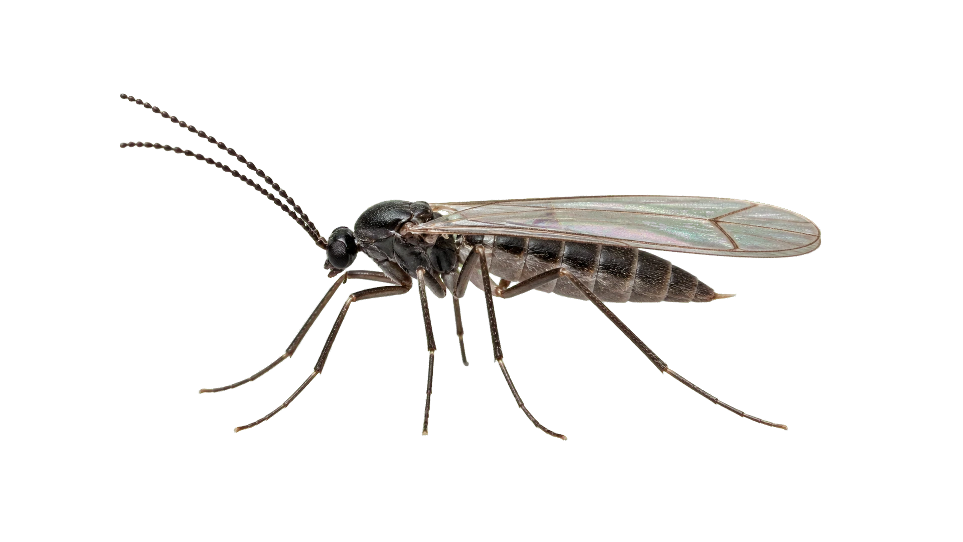 Fungus Gnats , common residential pest