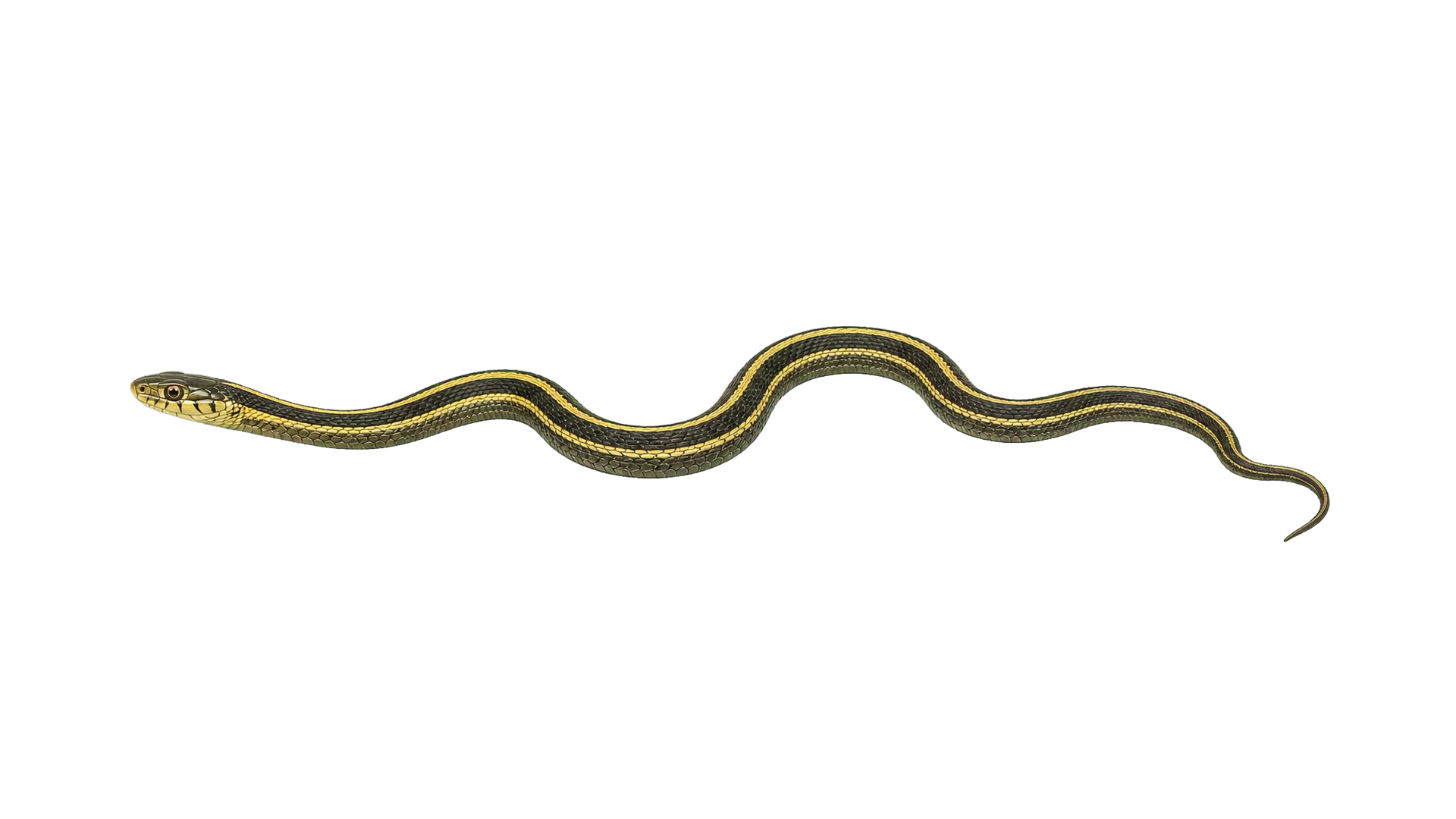Garter Snakes , common residential pest