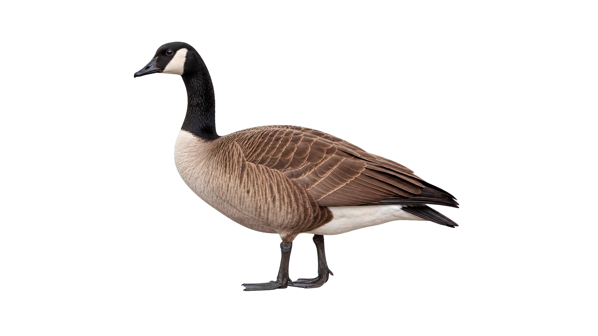 Geese , common residential pest
