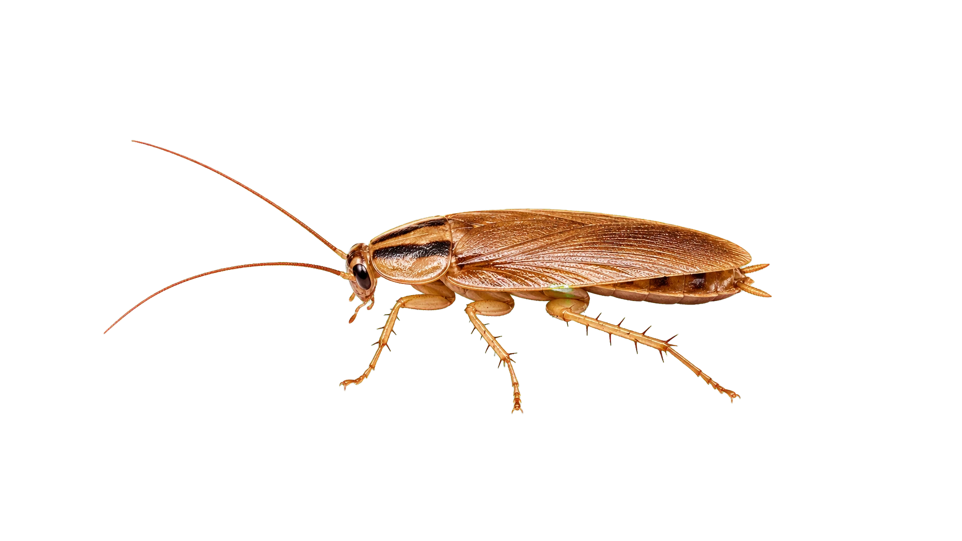 German Cockroaches , common residential pest