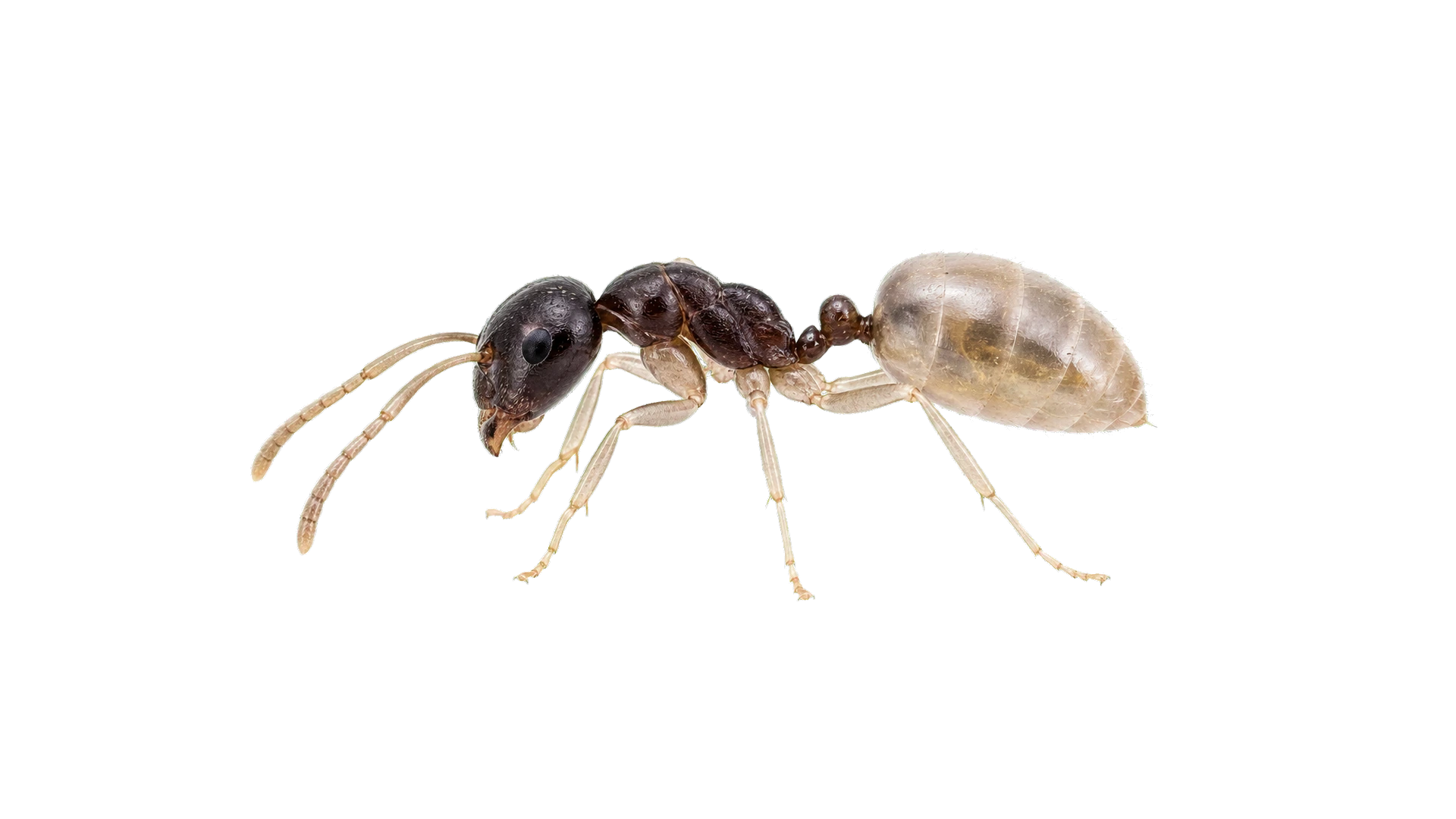 Ghost Ants , common residential pest