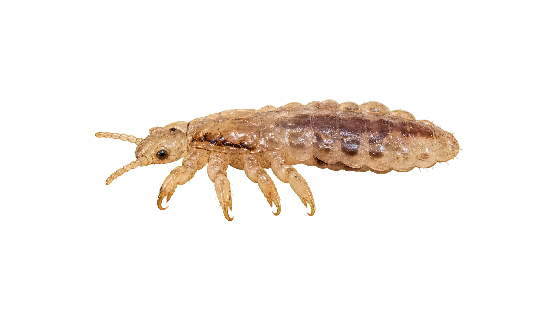 Head Lice , common residential pest