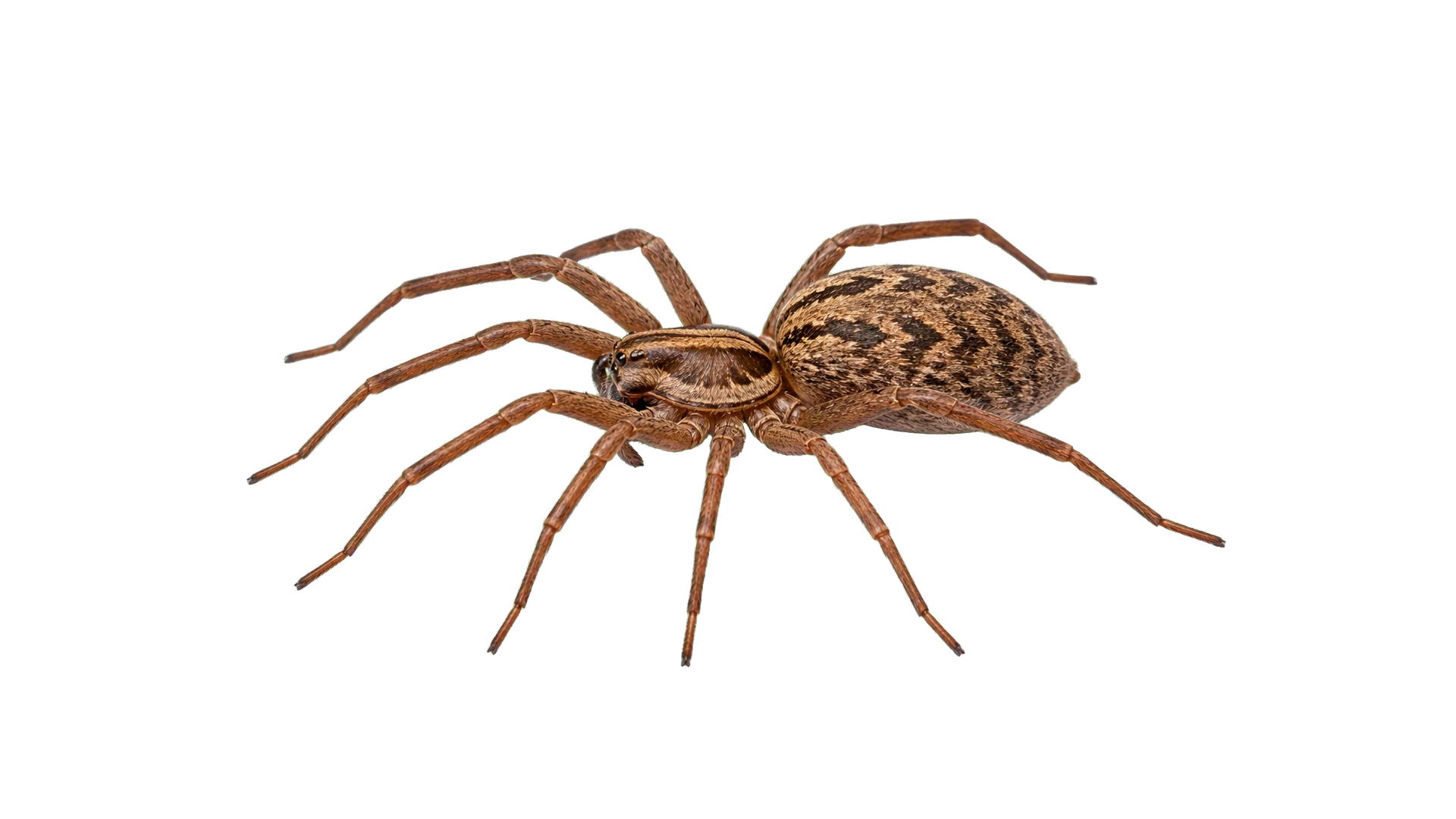 Hobo Spiders , common residential pest
