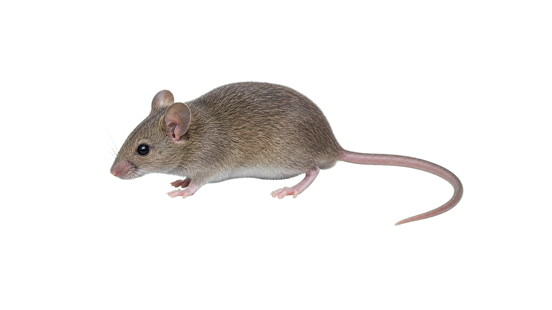 House Mice , common residential pest