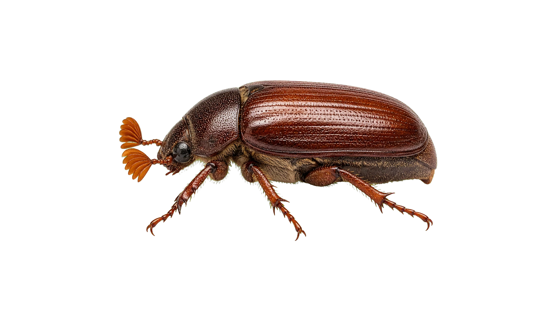 June Bugs , common residential pest