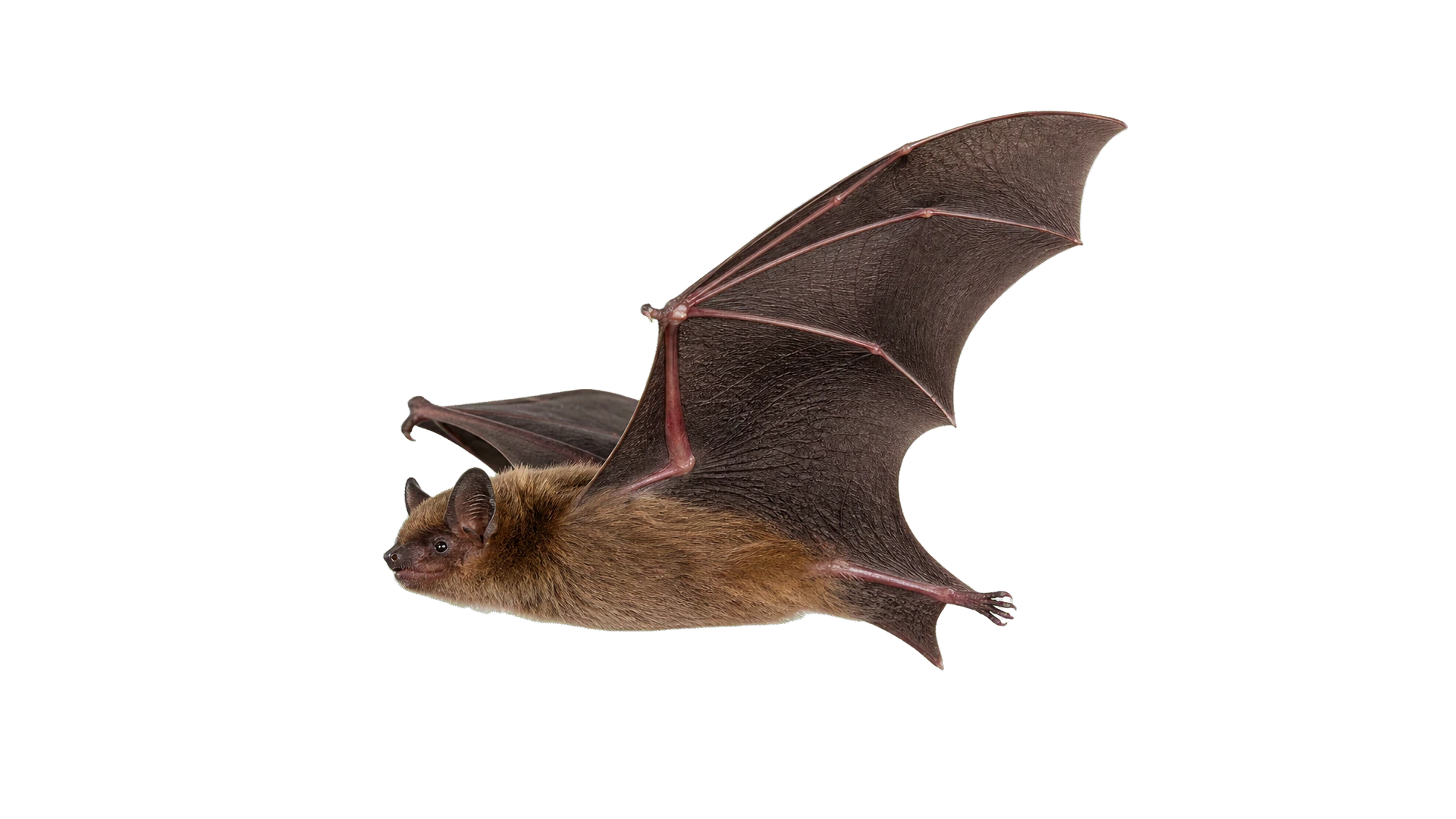 Little Brown Bats , common residential pest