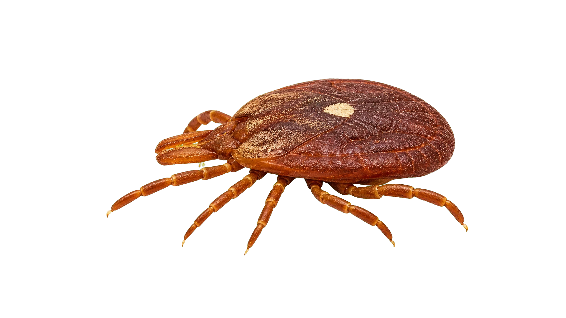 Lone Star Ticks , common residential pest