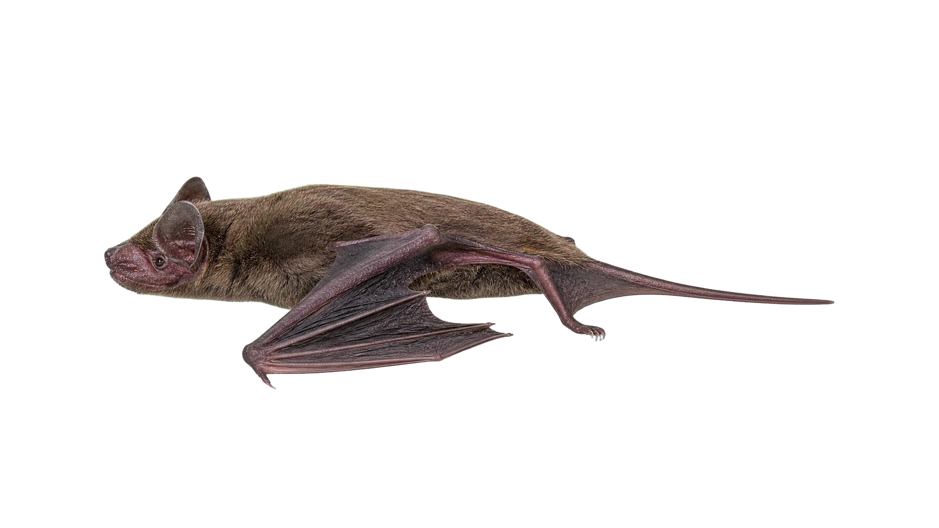 Mexican Free-Tailed Bats , common residential pest