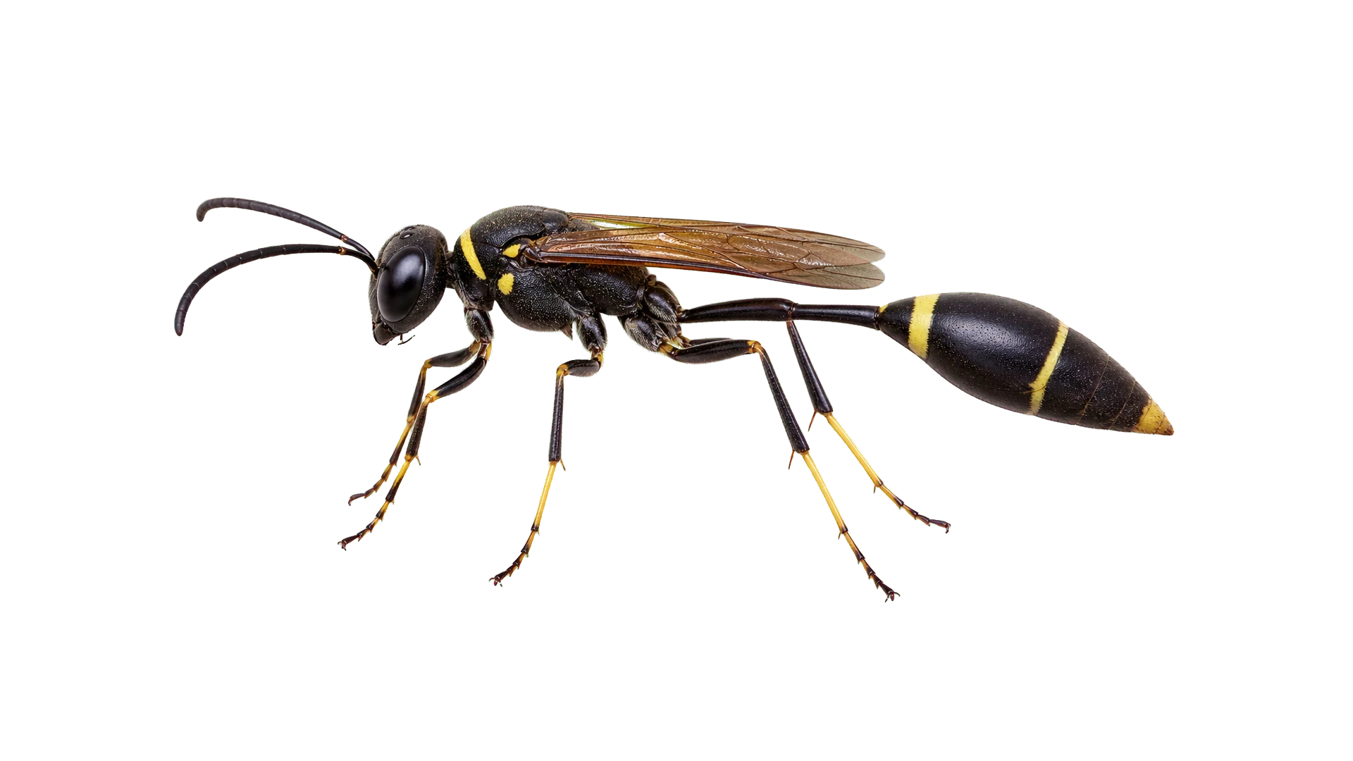 Mud Daubers , common residential pest