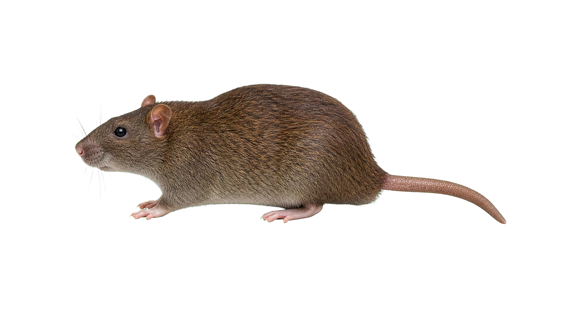 Norway Rats , common residential pest