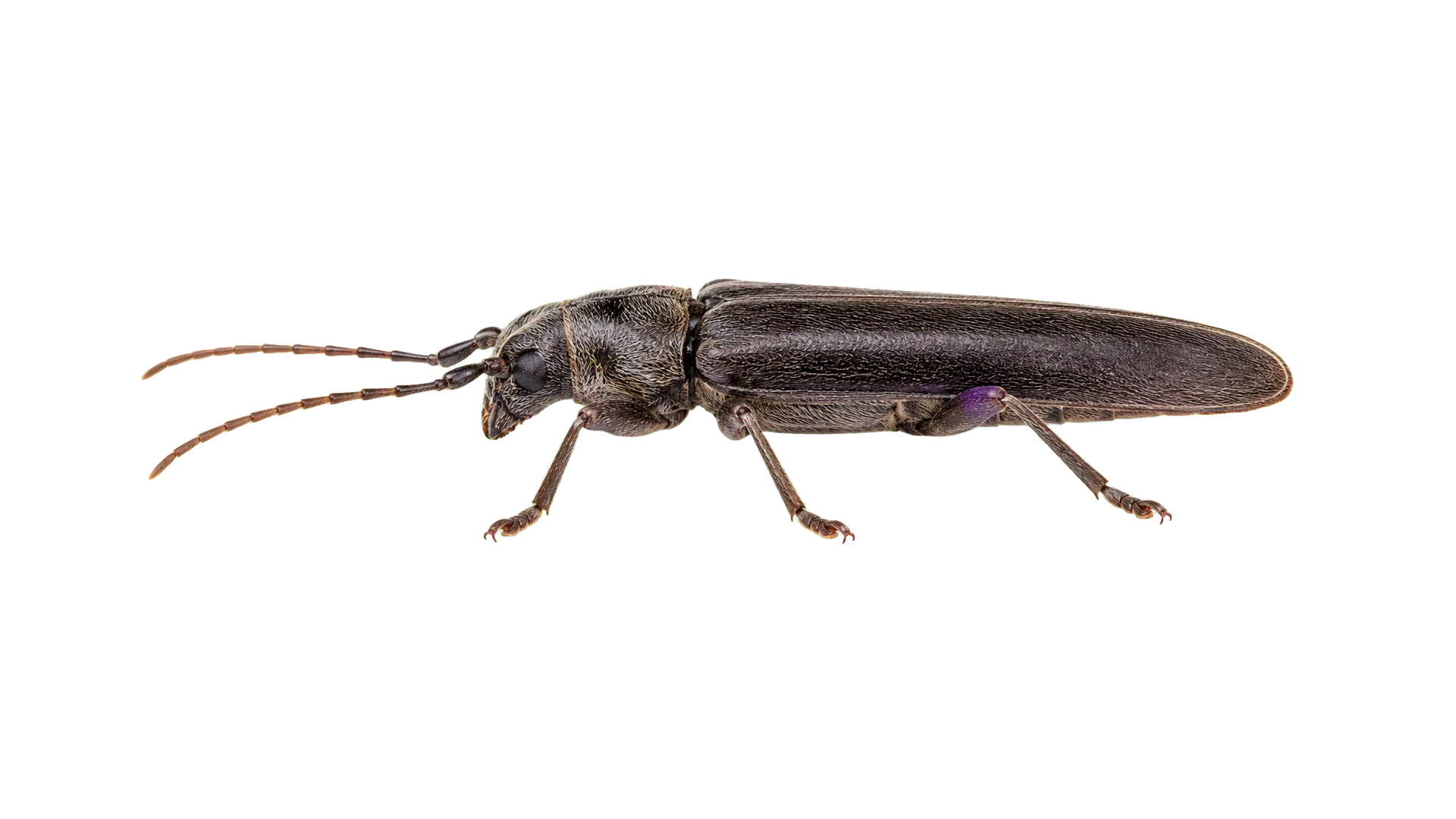 Old House Borers close-up image