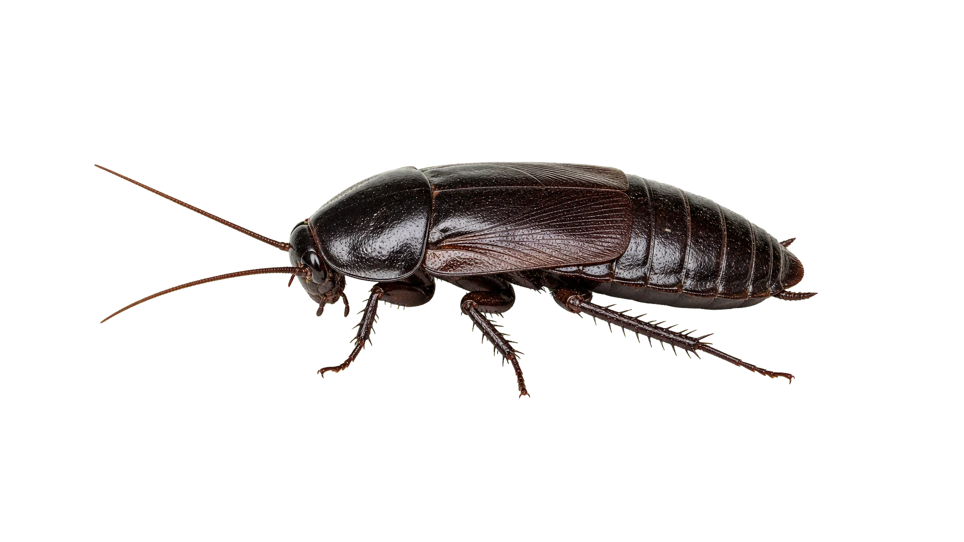 Oriental Cockroaches , common residential pest