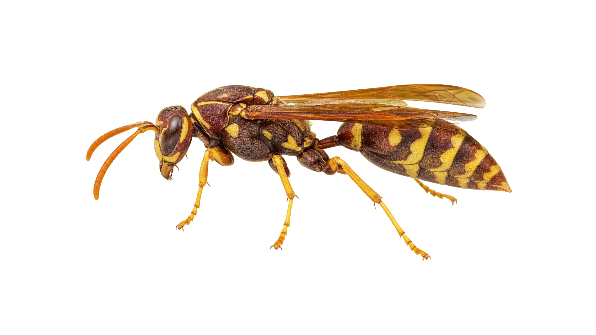 Paper Wasps , common residential pest
