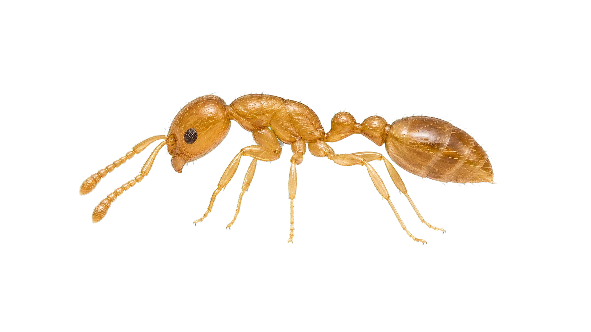 Pharaoh Ants , common residential pest