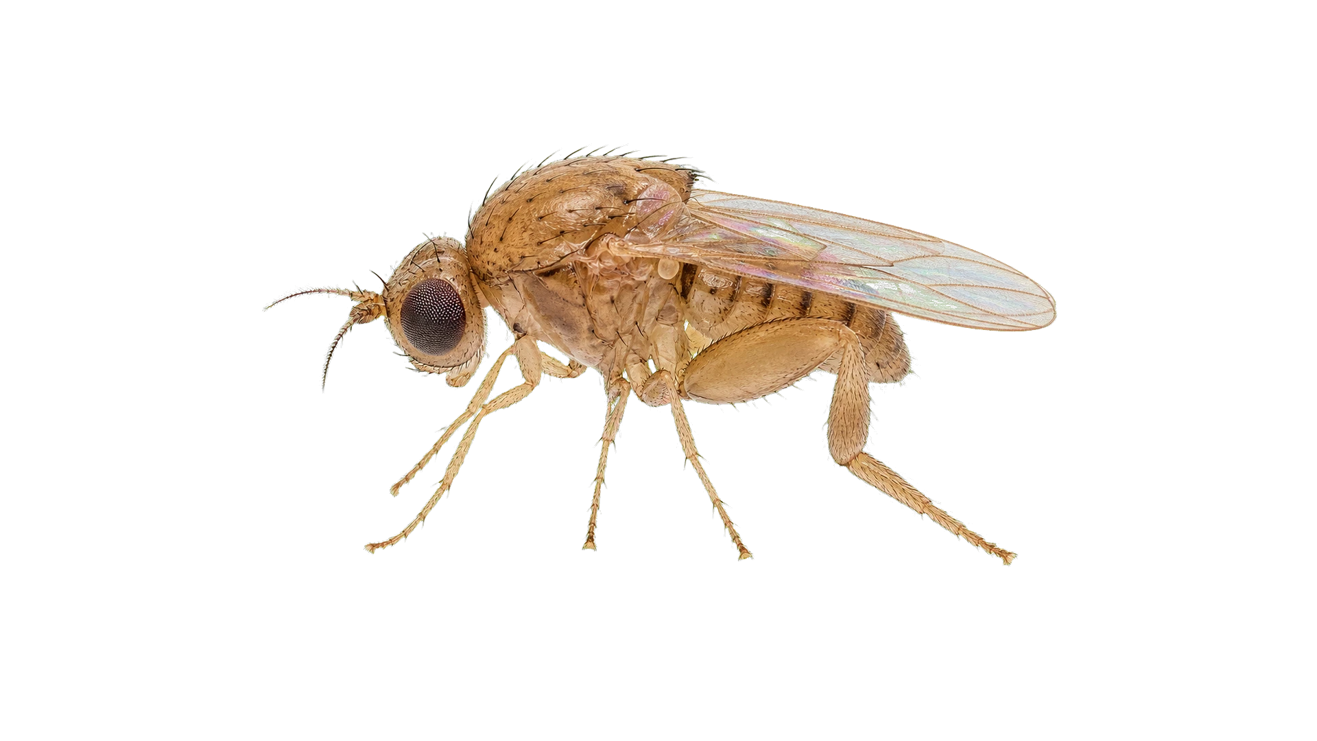 Phorid Flies , common residential pest