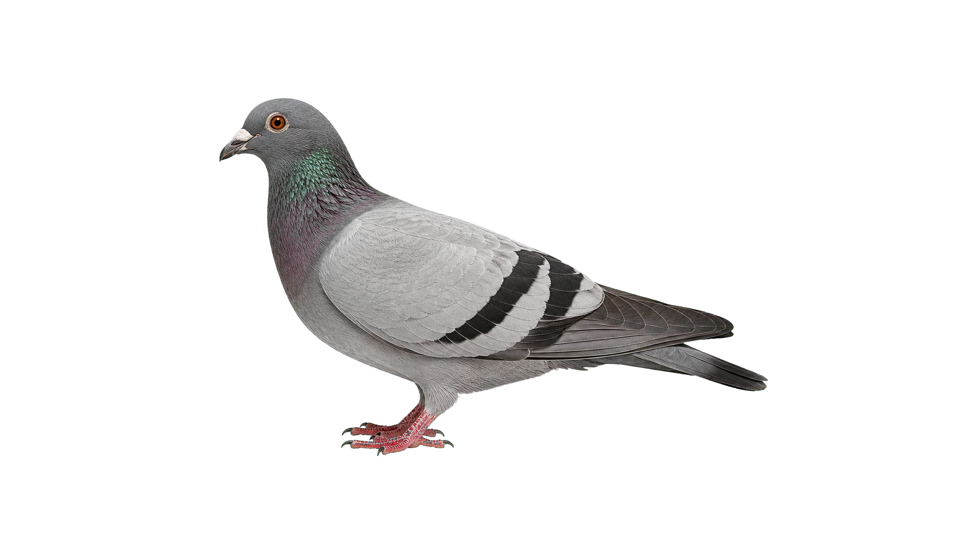 Pigeons , common residential pest