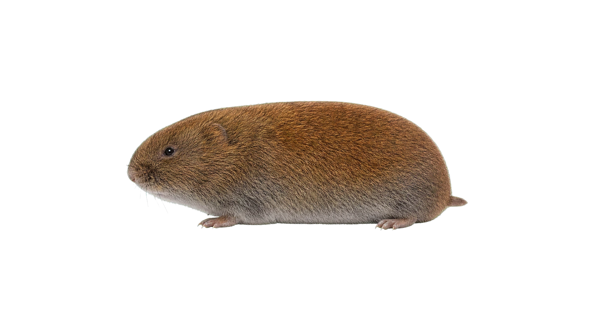 Pine Voles , common residential pest
