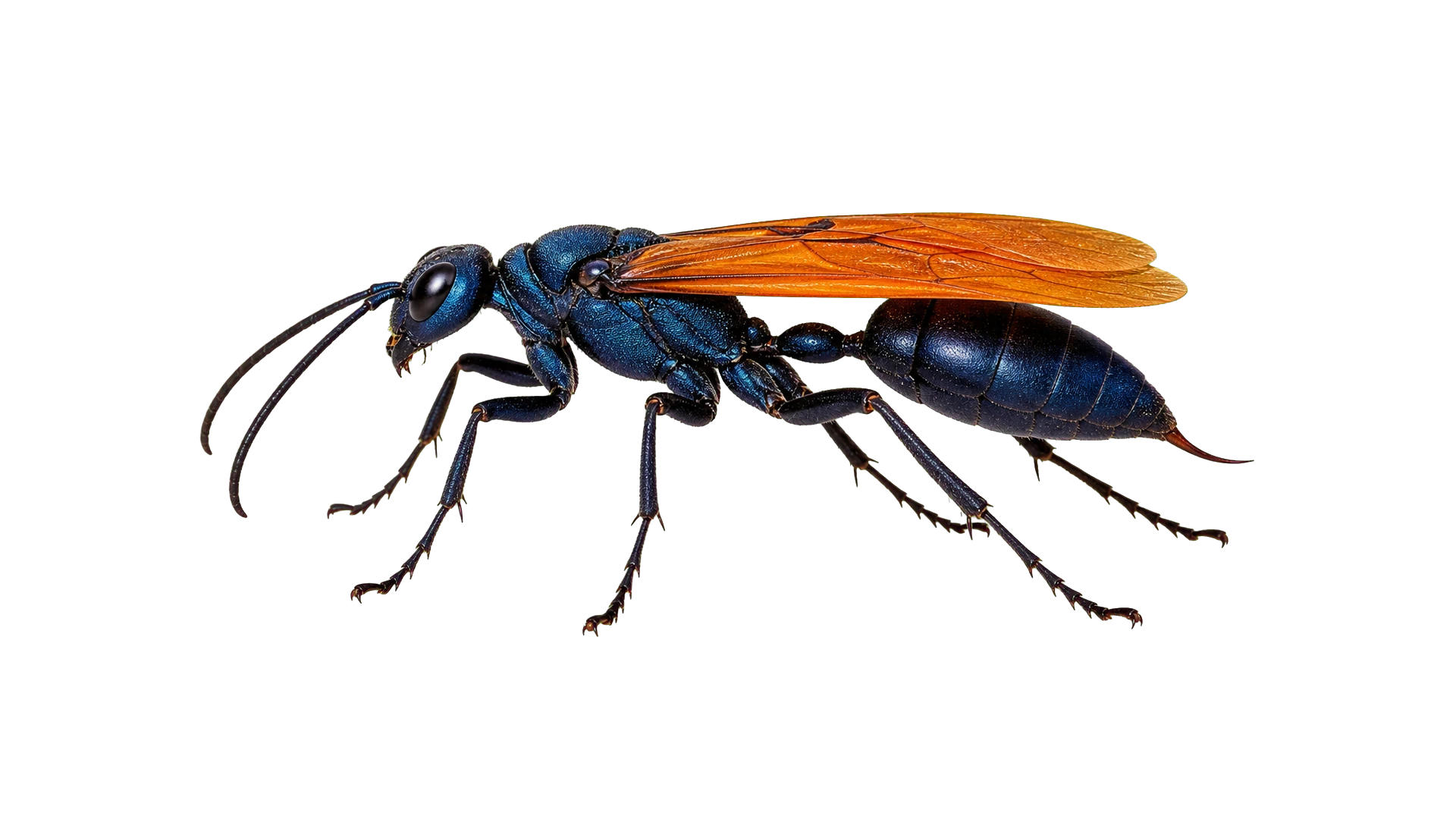 Tarantula Hawks , common residential pest