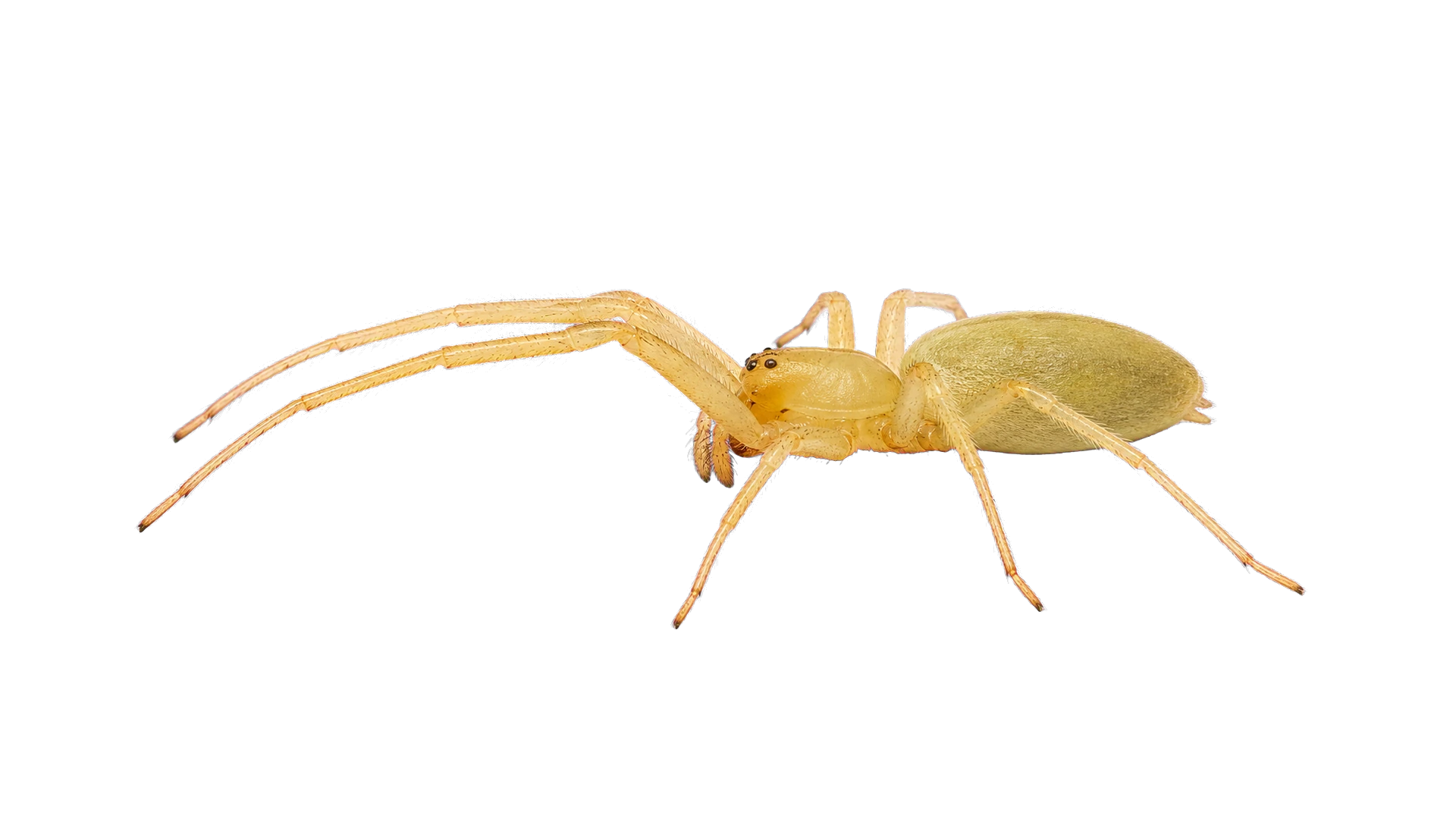Yellow Sac Spiders , common residential pest