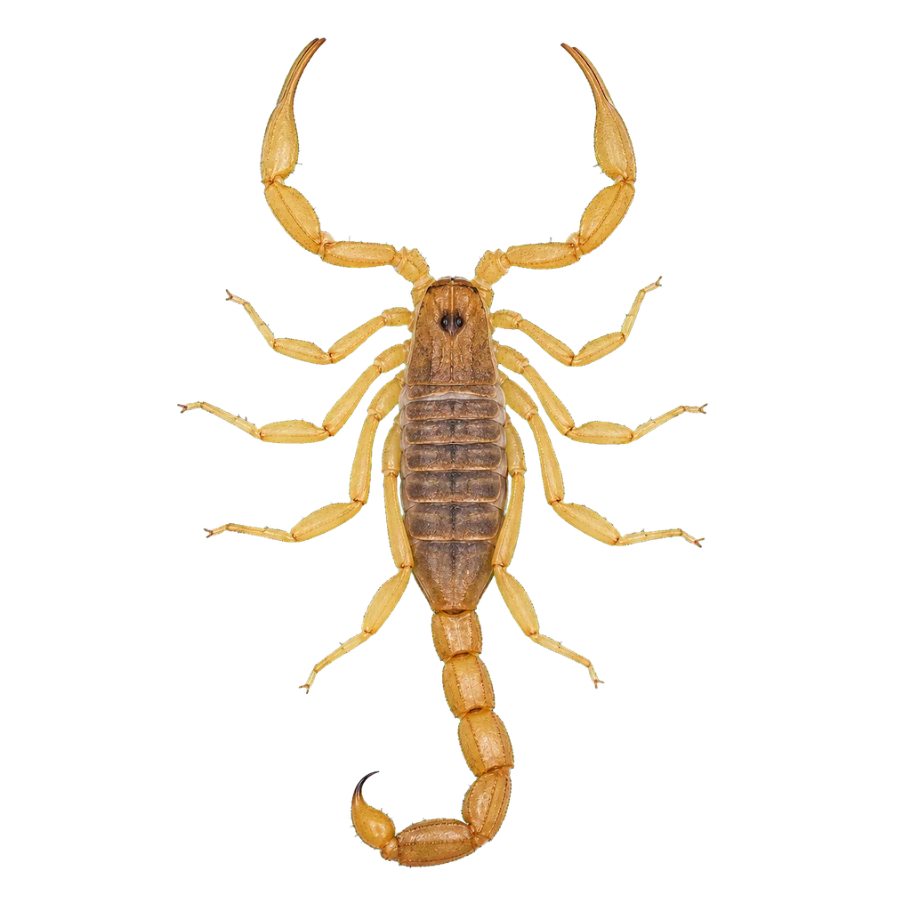 Bark Scorpions