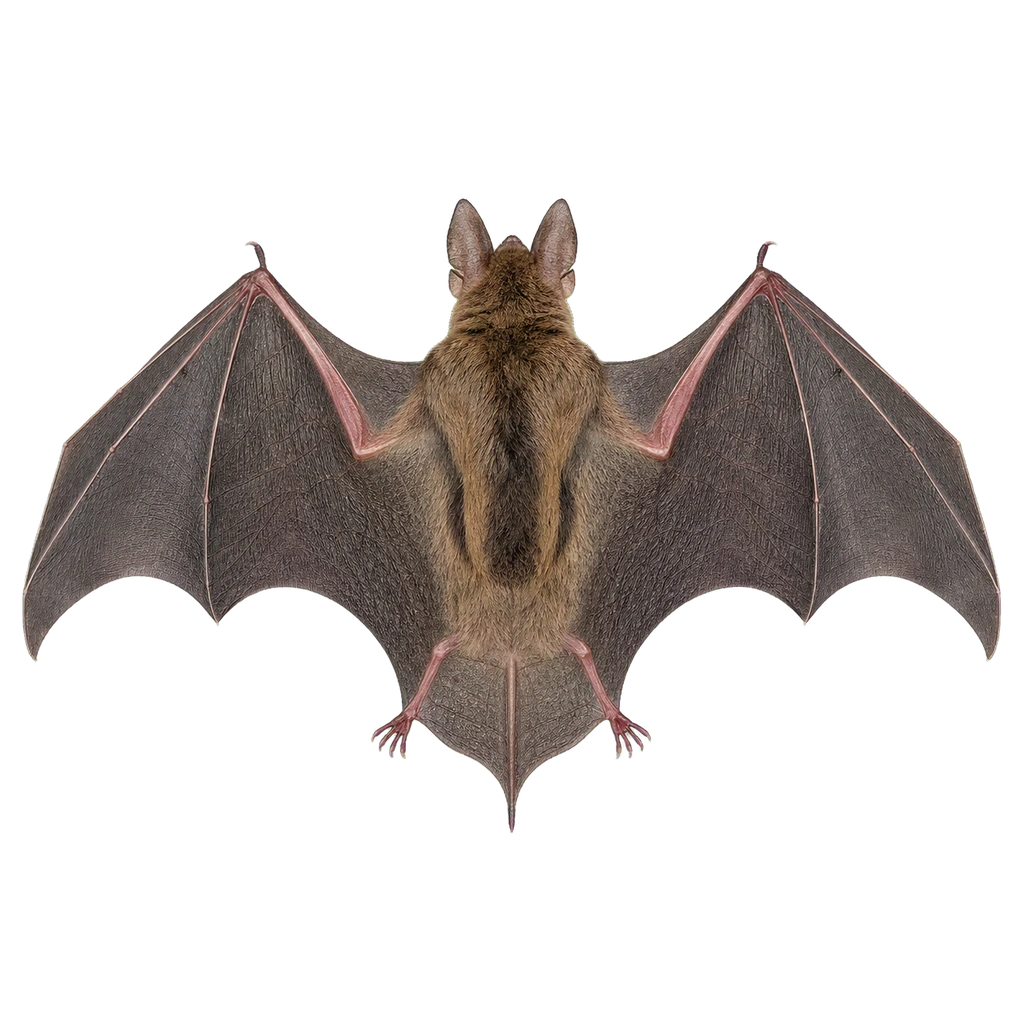 Bats