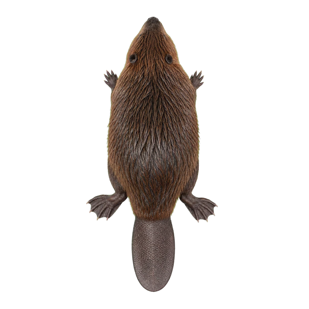 Beavers