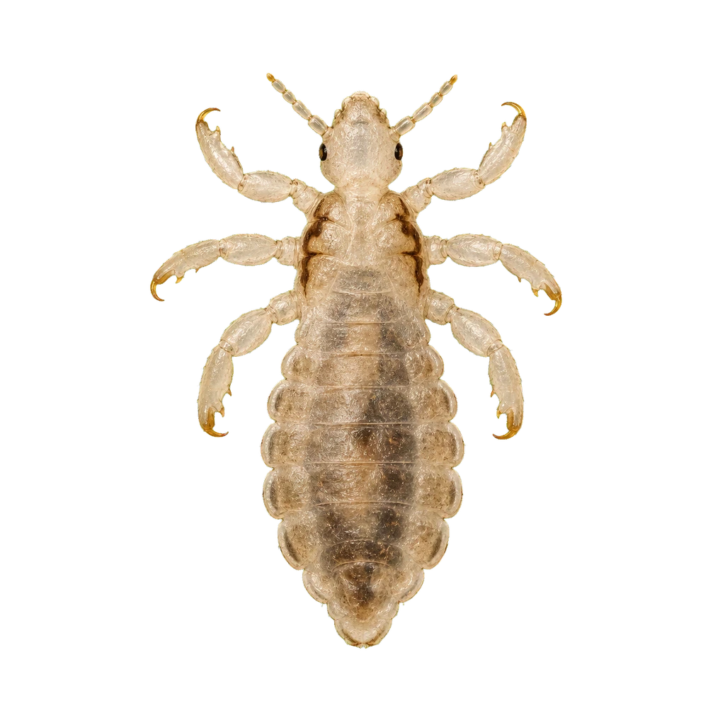 Body Lice